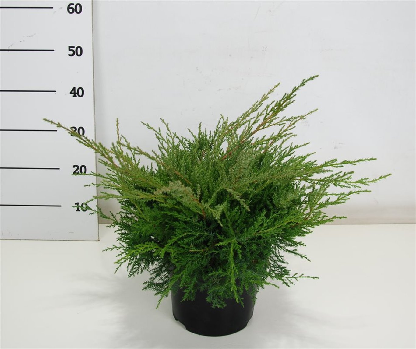 Juniperus pf. 'Pfitzeriana Compacta' - C5 30-40 CM